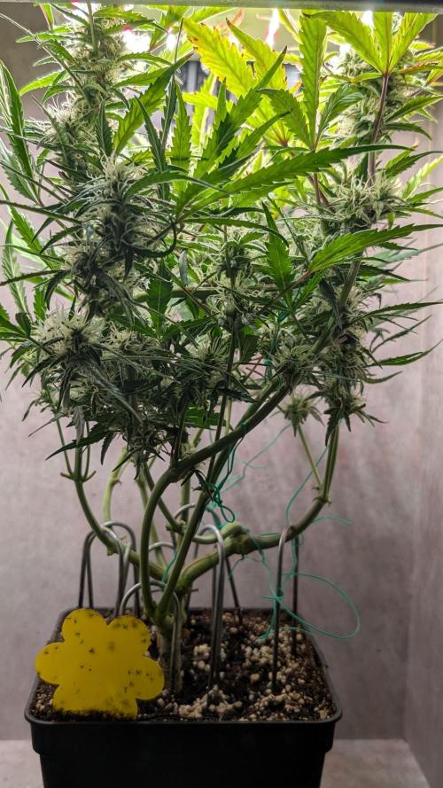 Permanent Jealousy XL Auto Sweet Seeds. Week 8 - Day 52