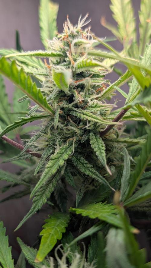 Permanent Jealousy XL Auto Sweet Seeds. Week 8 - Day 52