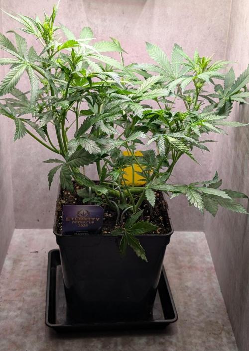 Eternity Grow Cup  Sticky Broccoli Auto. Week 6 - Day 38