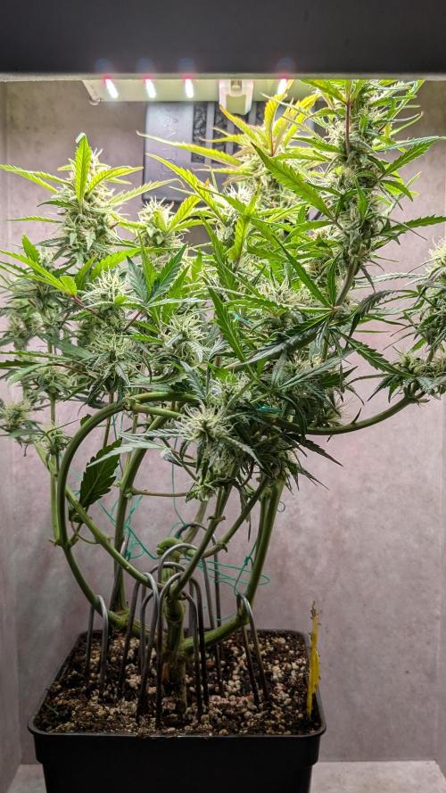 Permanent Jealousy XL Auto Sweet Seeds. Week 8 - Day 53