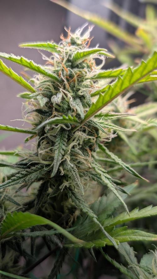 Permanent Jealousy XL Auto Sweet Seeds. Week 8 - Day 53