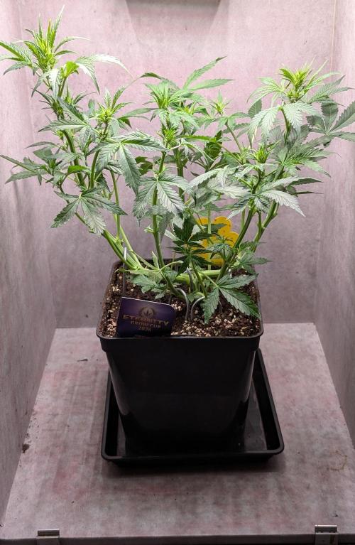 Eternity Grow Cup  Sticky Broccoli Auto. Week 6 - Day 39