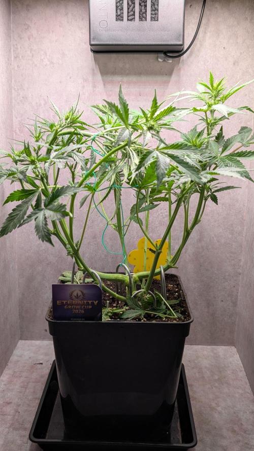 Eternity Grow Cup  Sticky Broccoli Auto. Week 6 - Day 40