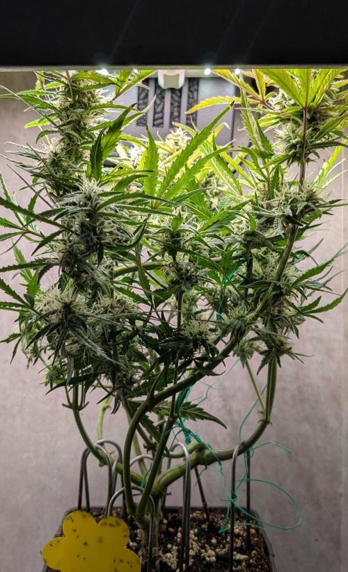 Permanent Jealousy XL Auto Sweet Seeds. Week 8 - Day 54