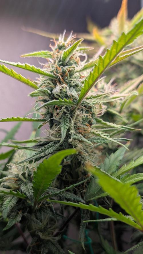 Permanent Jealousy XL Auto Sweet Seeds. Week 8 - Day 54