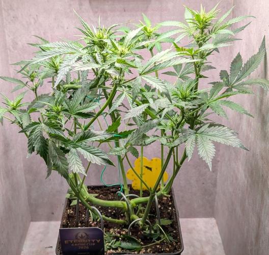 Eternity Grow Cup  Sticky Broccoli Auto. Week 6 - Day 41