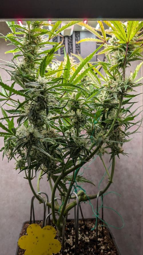 Permanent Jealousy XL Auto Sweet Seeds. Week 8 - Day 55