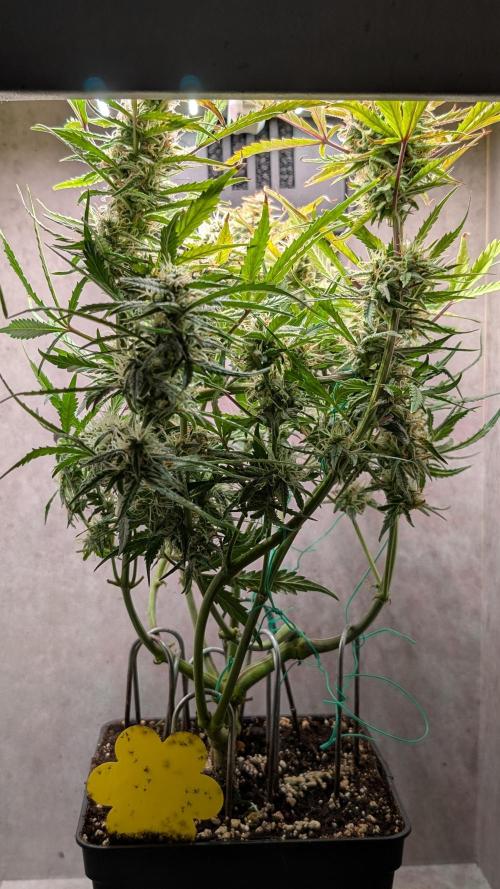 Permanent Jealousy XL Auto Sweet Seeds. Week 9 - Day 57