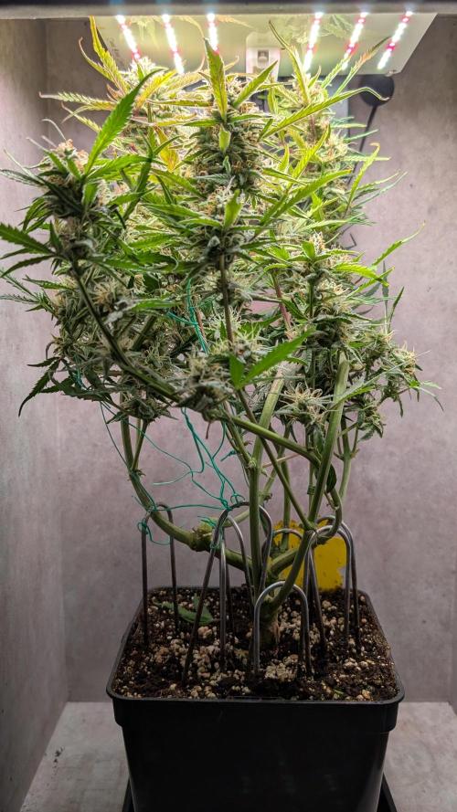 Permanent Jealousy XL Auto Sweet Seeds. Week 9 - Day 58