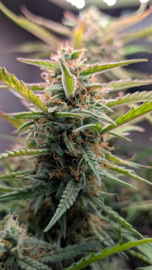 Permanent Jealousy XL Auto Sweet Seeds. Week 9 - Day 58