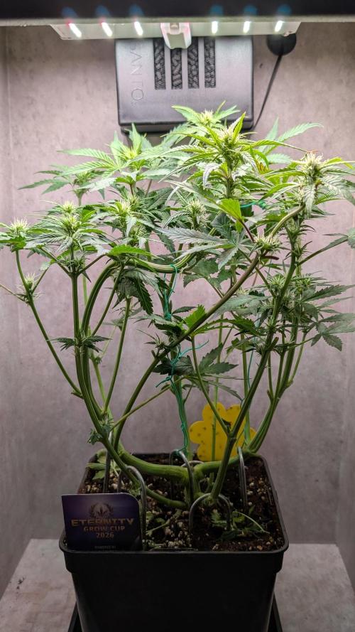 Eternity Grow Cup  Sticky Broccoli Auto. Week 7 - Day 44