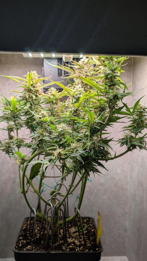 Permanent Jealousy XL Auto Sweet Seeds. Week 9 - Day 59