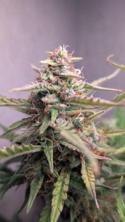 Permanent Jealousy XL Auto Sweet Seeds. Week 9 - Day 59