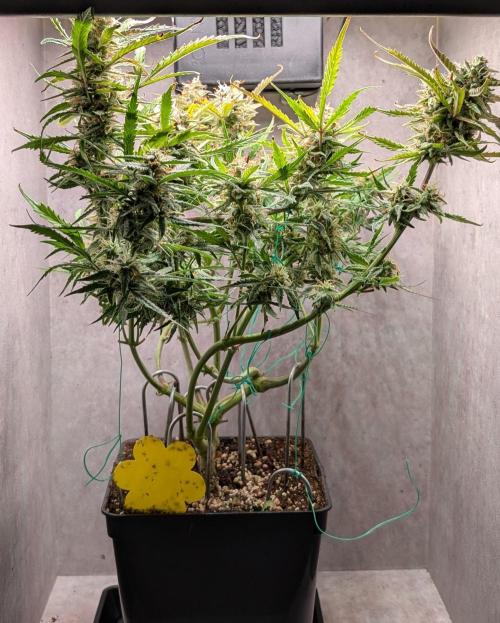 Permanent Jealousy XL Auto Sweet Seeds. Week 9 - Day 61