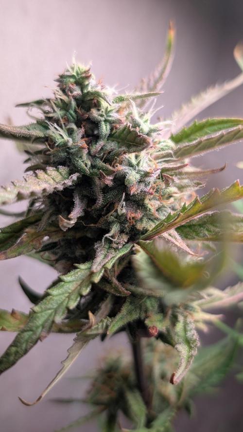 Permanent Jealousy XL Auto Sweet Seeds. Week 9 - Day 61