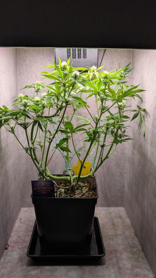 Eternity Grow Cup  Sticky Broccoli Auto. Week 7 - Day 47