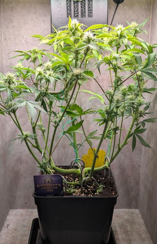 Eternity Grow Cup  Sticky Broccoli Auto. Week 7 - Day 49