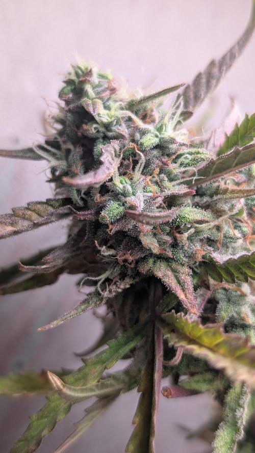 Permanent Jealousy XL Auto Sweet Seeds. Week 9 - Day 63