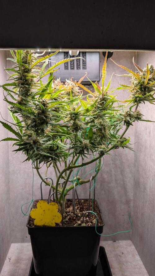 Permanent Jealousy XL Auto Sweet Seeds. Week 10 - Day 64