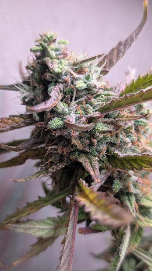 Permanent Jealousy XL Auto Sweet Seeds. Week 10 - Day 64