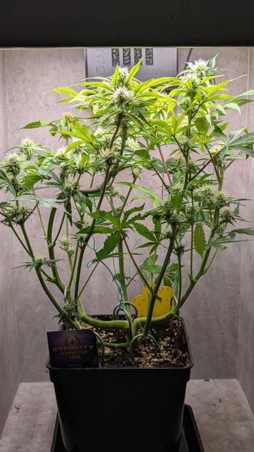 Eternity Grow Cup  Sticky Broccoli Auto. Week 8 - Day 50