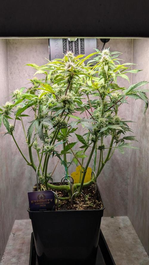 Eternity Grow Cup  Sticky Broccoli Auto. Week 8 - Day 52