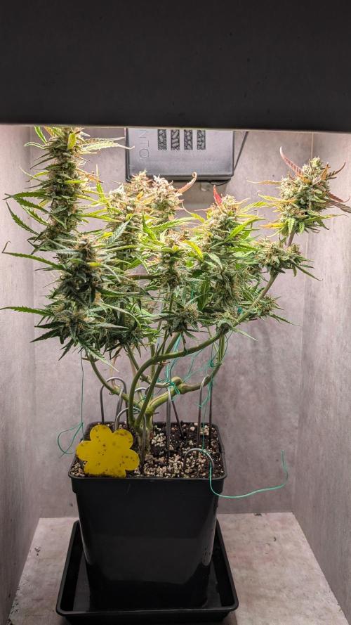 Permanent Jealousy XL Auto Sweet Seeds. Week 10 - Day 66