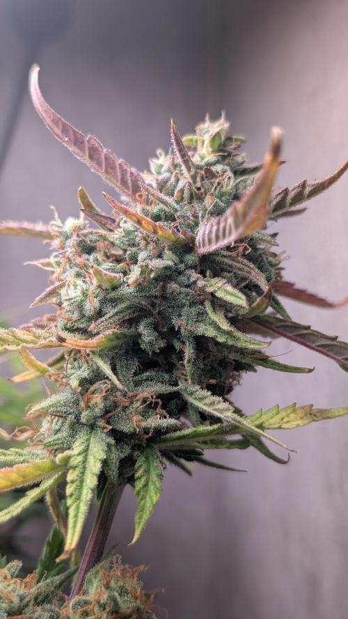 Permanent Jealousy XL Auto Sweet Seeds. Week 10 - Day 66