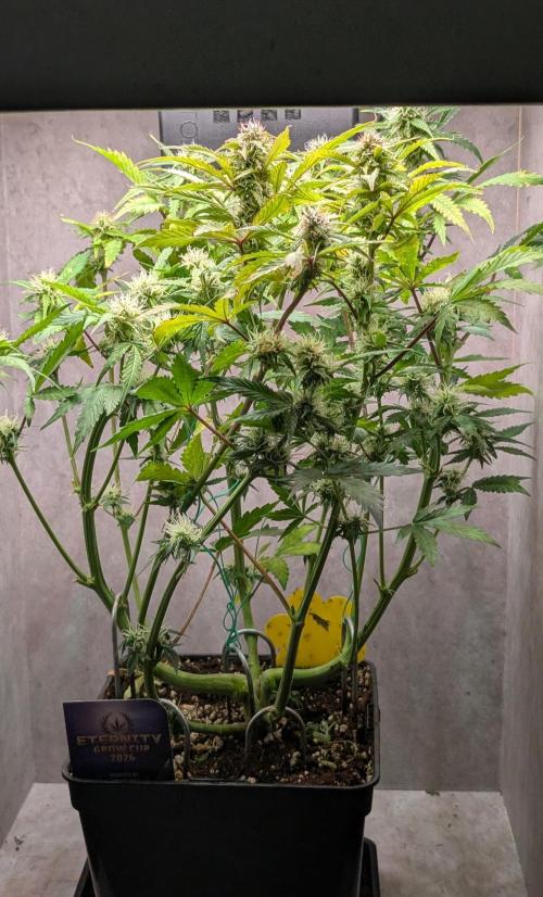 Eternity Grow Cup  Sticky Broccoli Auto. Week 8 - Day 55