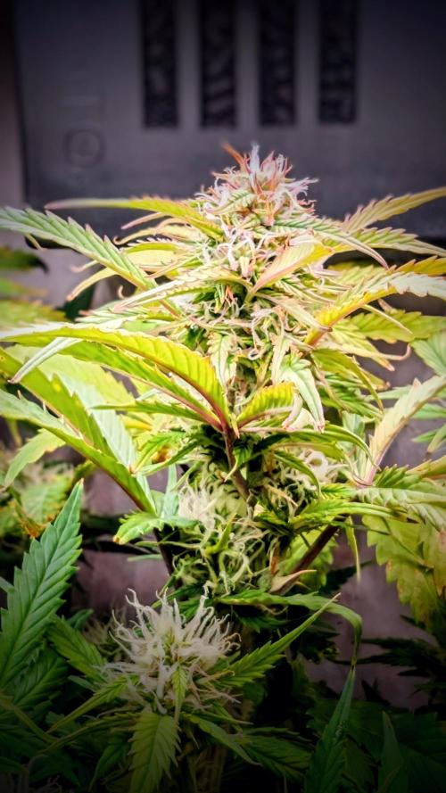 Eternity Grow Cup  Sticky Broccoli Auto. Week 8 - Day 55