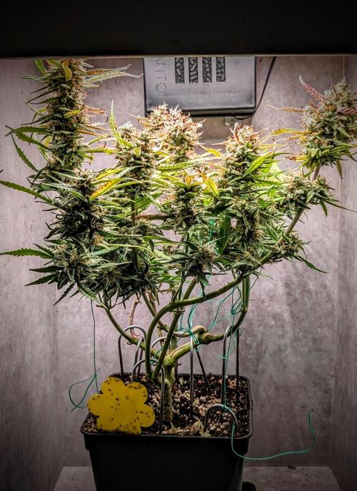 Permanent Jealousy XL Auto Sweet Seeds. Week 10 - Day 69