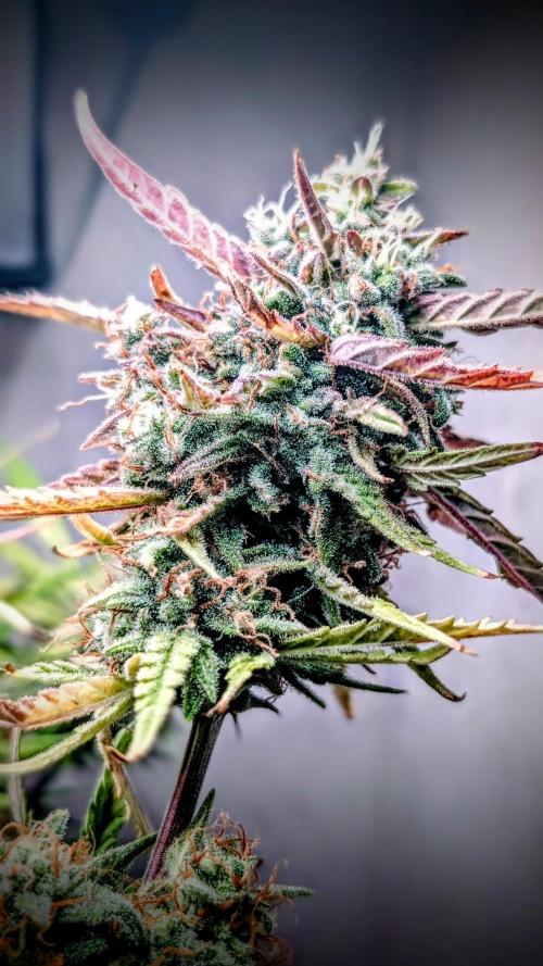 Permanent Jealousy XL Auto Sweet Seeds. Week 10 - Day 69
