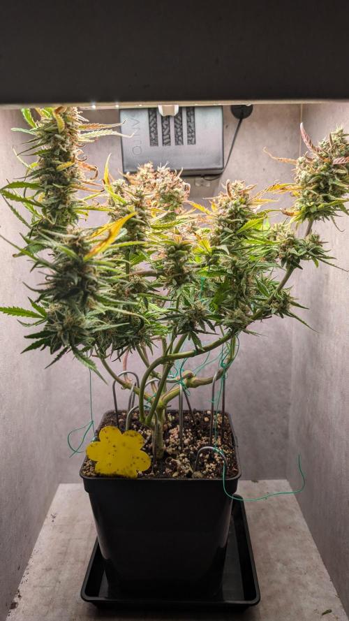 Permanent Jealousy XL Auto Sweet Seeds. Week 11 - Day 72