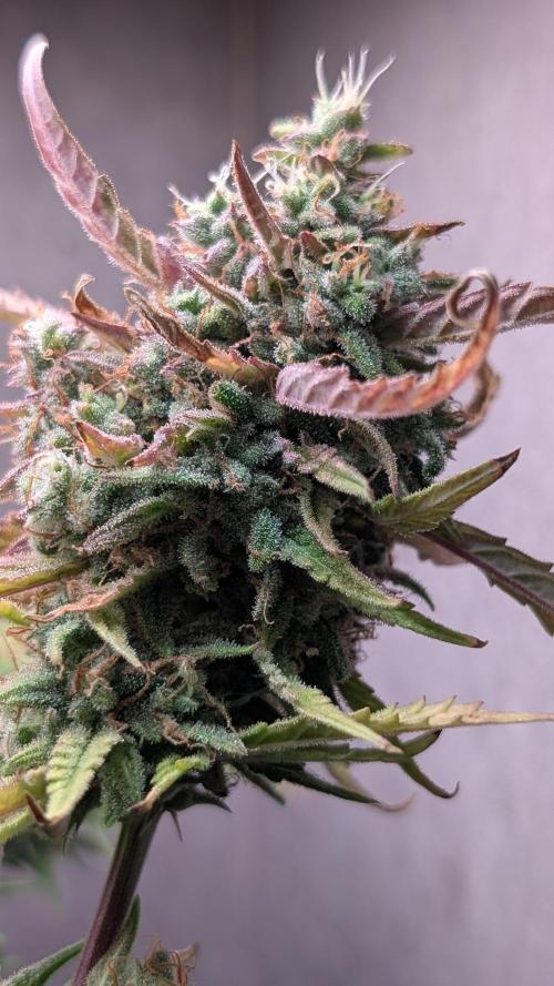 Permanent Jealousy XL Auto Sweet Seeds. Week 11 - Day 72