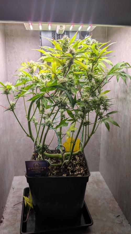 Eternity Grow Cup  Sticky Broccoli Auto. Week 9 - Day 58