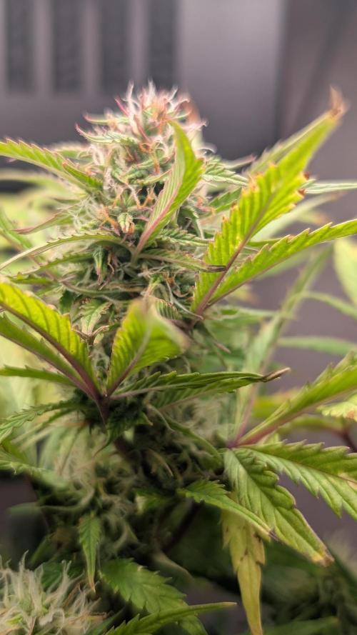 Eternity Grow Cup  Sticky Broccoli Auto. Week 9 - Day 58