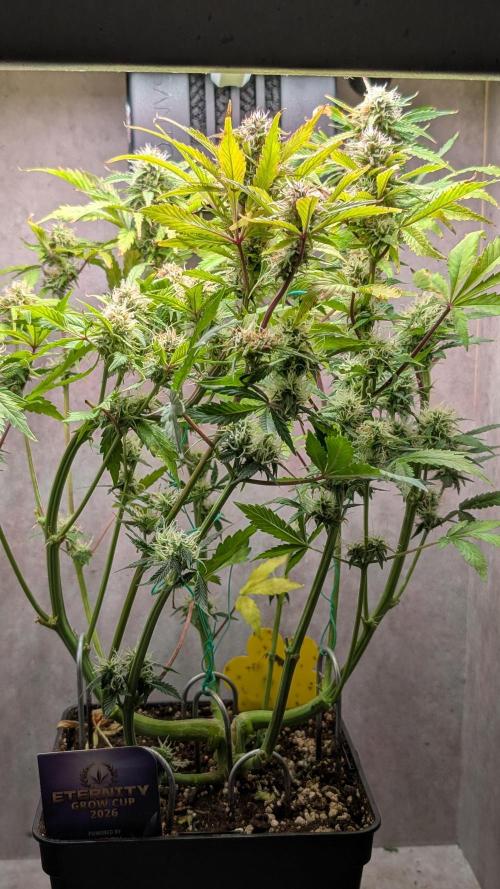 Eternity Grow Cup  Sticky Broccoli Auto. Week 9 - Day 60