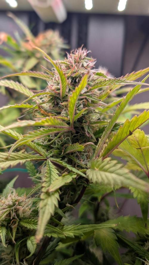 Eternity Grow Cup  Sticky Broccoli Auto. Week 9 - Day 60