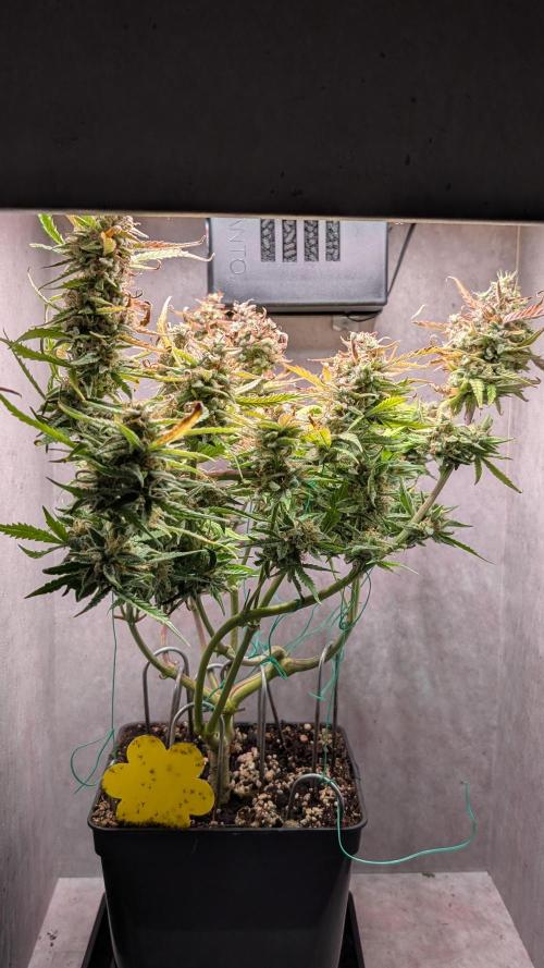 Permanent Jealousy XL Auto Sweet Seeds. Week 11 - Day 74