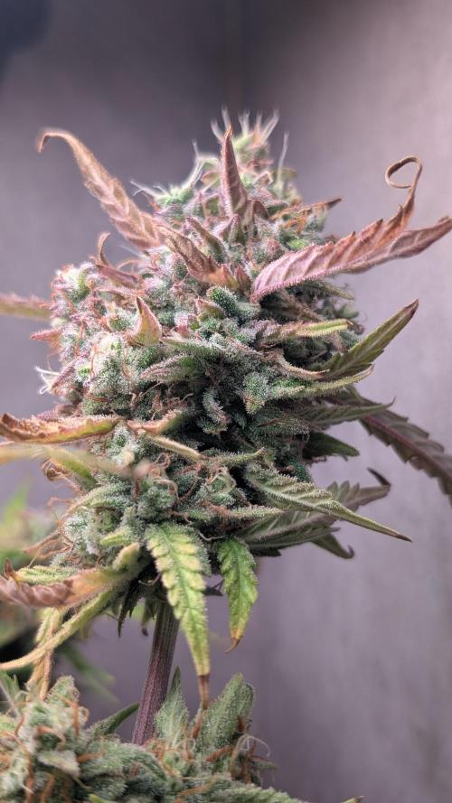 Permanent Jealousy XL Auto Sweet Seeds. Week 11 - Day 74