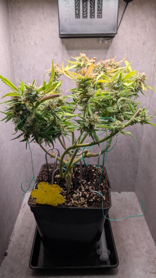 Permanent Jealousy XL Auto Sweet Seeds. Week 11 - Day 76