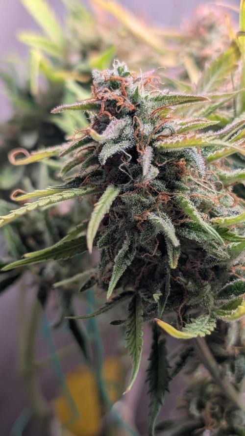 Permanent Jealousy XL Auto Sweet Seeds. Week 11 - Day 76