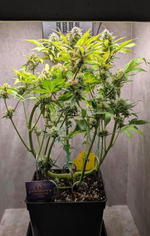 Eternity Grow Cup  Sticky Broccoli Auto. Week 9 - Day 62