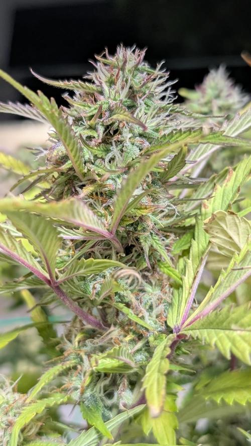 Eternity Grow Cup  Sticky Broccoli Auto. Week 9 - Da 62