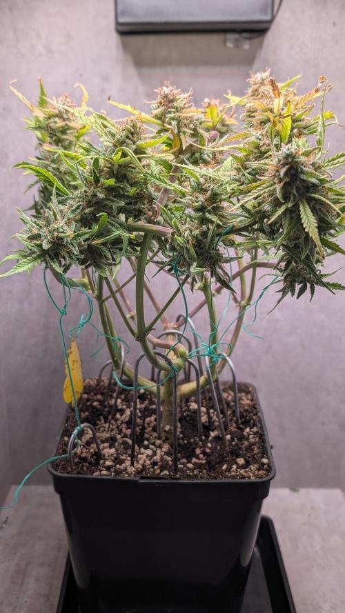 Permanent Jealousy XL Auto Sweet Seeds. Week 12 - Day 78