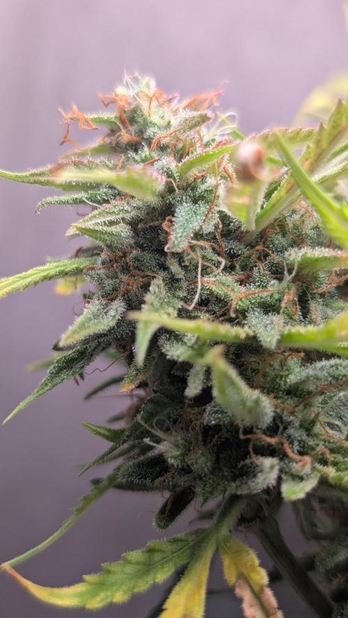 Permanent Jealousy XL Auto Sweet Seeds. Week 12 - Day 78