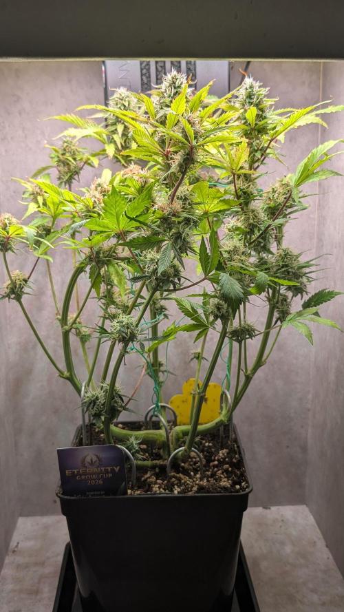 Eternity Grow Cup  Sticky Broccoli Auto. Week 10 - Day 64
