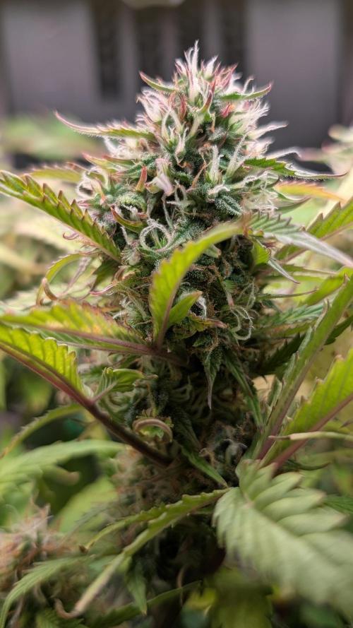Eternity Grow Cup  Sticky Broccoli Auto. Week 10 - Day 64