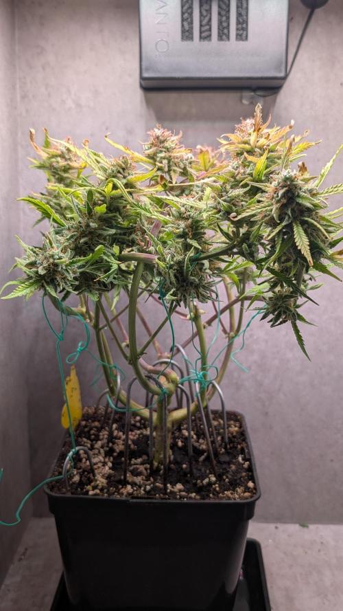 Permanent Jealousy XL Auto Sweet Seeds. Week 12 - Day 80