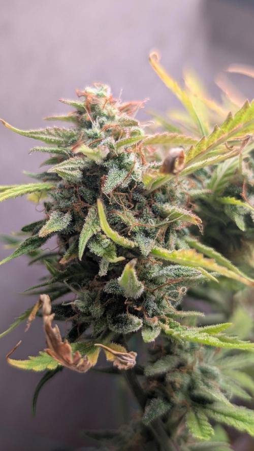 Permanent Jealousy XL Auto Sweet Seeds. Week 12 - Day 80